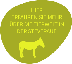 stoerer